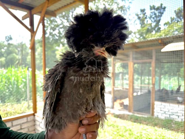 Poland chicks / anak ayam poland - photo 2 of 6