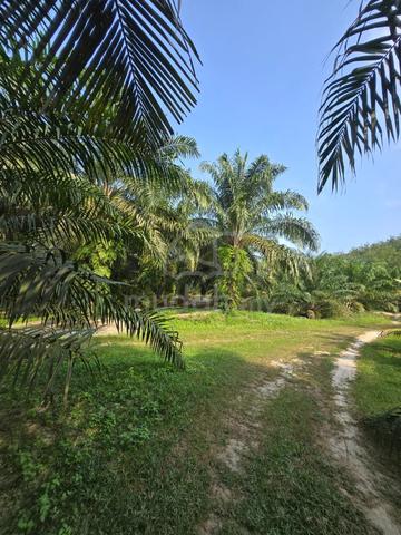 HOT SELL MID 2026 OiL PALM SUIT SMALL CATTLE FARM 2.75 ACRES FLAT LAND 1