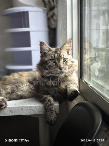 Anak kucing Mainecoon(purebred non cert) - photo 4 of 5