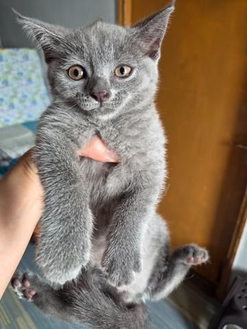 Bsh Kitten - photo 2 of 5