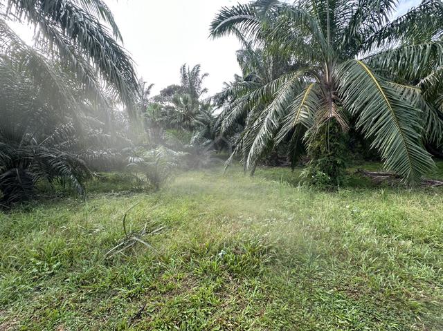 land for sale 1