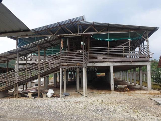 Goat Farm for lease. Ayer Tawar Gelung Pepuyu 1