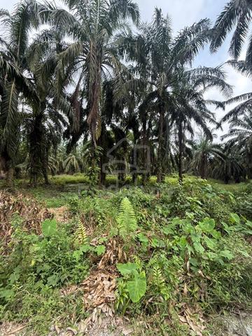 RARE‼️ Tanah sawit 1.15 ekar di Bota , Perak Tengah , Perak 1