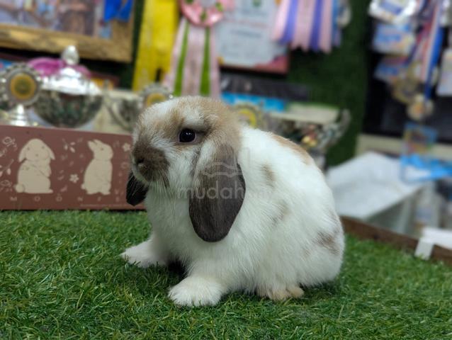 Arnab Holland Lop Rabbit - photo 3 of 4