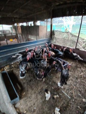 Carousel Image