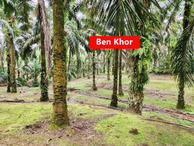 Agricultural Land | Selama | PERAK 1
