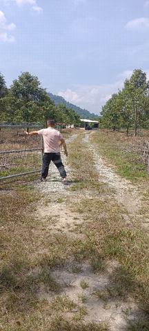 Durian farm 1