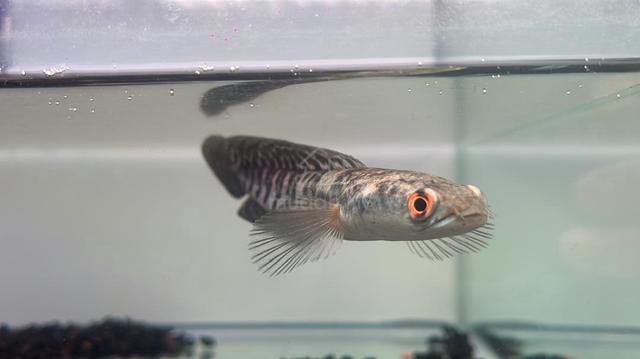 Ikan Channa Fish Yellow Sentarum 5.5 (YS4-3) - photo 3 of 5