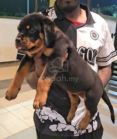 Rottweiler - photo 3 of 6