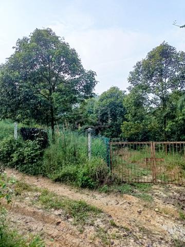 Musang King Black Thorn Durian Farm 1