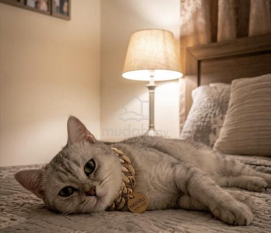 Kucing British Shorthair - photo 2 of 6