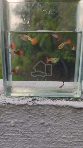 Silverado Red Guppy - photo 4 of 4