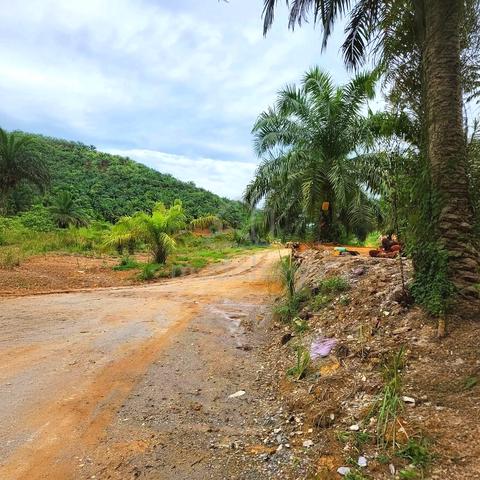 Kelantan Gua Musang Limau Kasturi 1051acre 9-14year Palm Oil tree Land 1