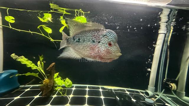 Flowerhorn - photo 3 of 3