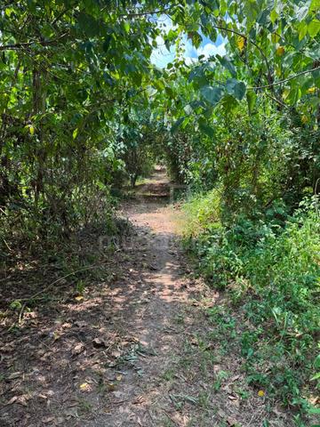 Tanah Pertanian 4 ekar, Kampung Lalang, Padang Rengas, Perak 1