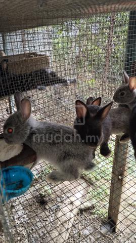 arnab rabbit mix  - photo 2 of 3