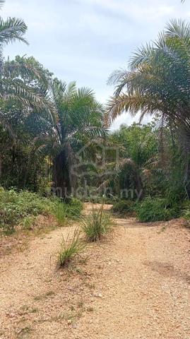 Gerik agriculture land 1
