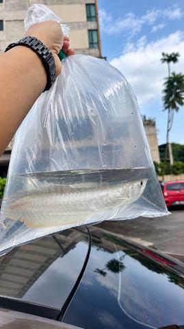 Arowana saiz dalam 8-9 inci - photo 2 of 3