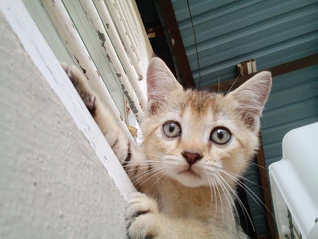 BSH GOLDEN KITTEN (color25) - photo 6 of 6