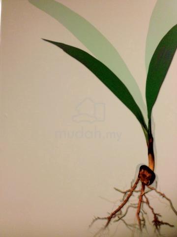 Profit Integrated Farming Project 1