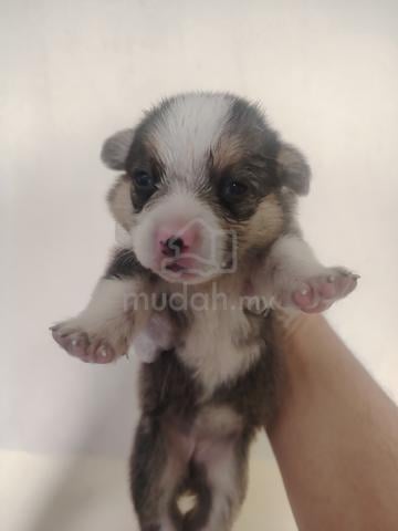 Pure Tricolor Corgi - photo 3 of 4