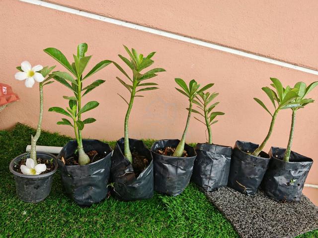 Anak pokok adenium  untuk Dijual - photo 2 of 6