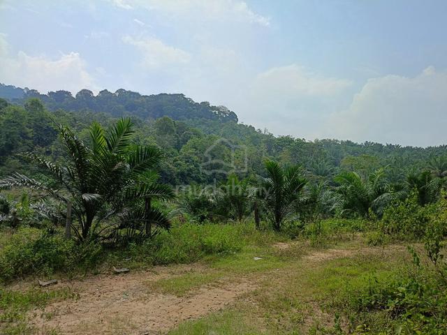 Kebun sawit 3 ekar Kuala kangsar 1