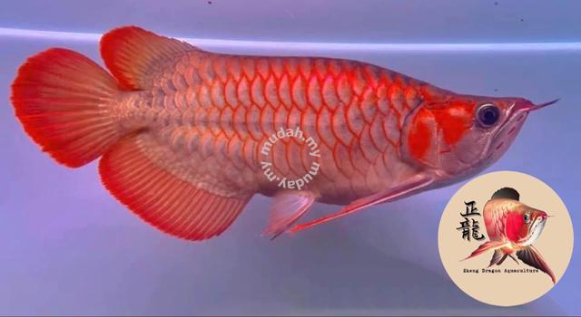 arowana body sumo