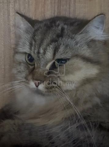 Purebred British Longhair - photo 4 of 4