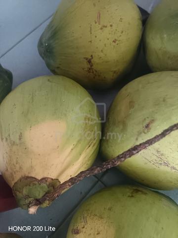 Coconut Pandan - photo 2 of 6