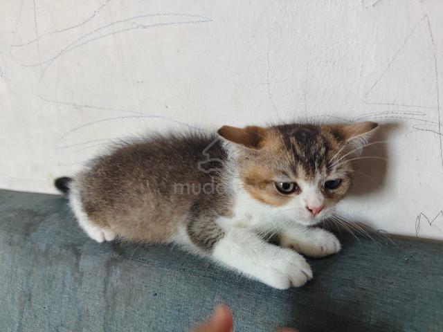 Carousel Image