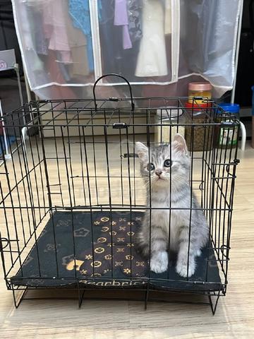 Bsh Mix Persian - photo 6 of 6