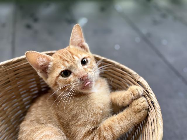 yellow cute kitten - photo 2 of 6