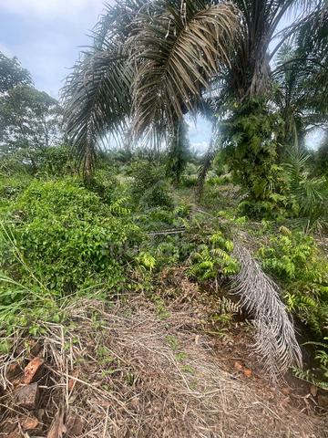 Tanah Pertanian Kelapa Sawit Parit Puteri Menangis Pontian Good Invest 5