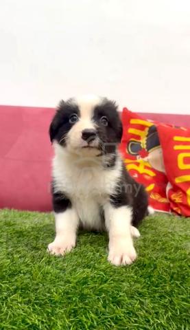 Carousel Image