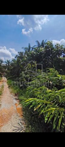 Tanah Pertanian 6 ekar di Felcra Dusun Panti KOTA TINGGI UNTUK DIJUAL 5