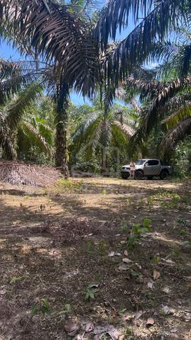 Kebun Sawit Untuk Dijual di Sungkai 1