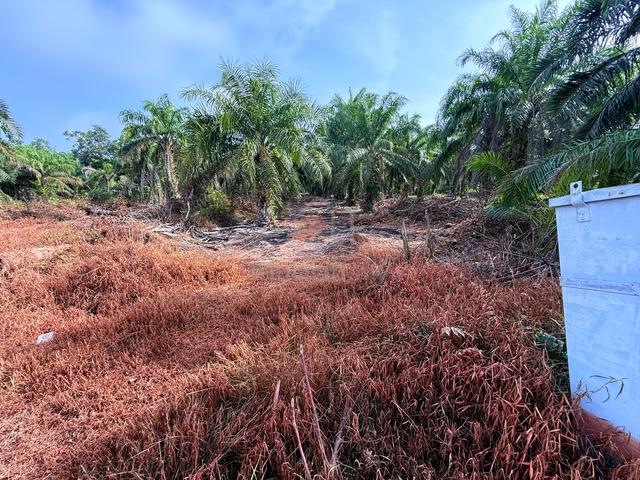 Tanah Pertanian Sungai Besar 1