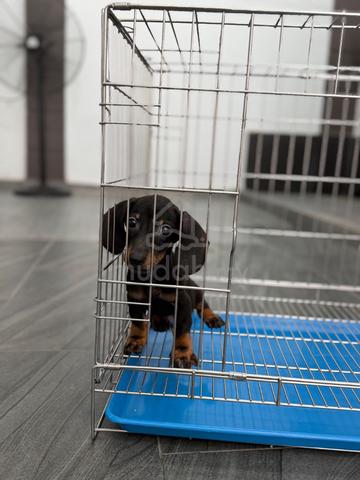 Male Dachshund puppy - photo 3 of 6
