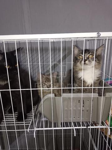Carousel Image