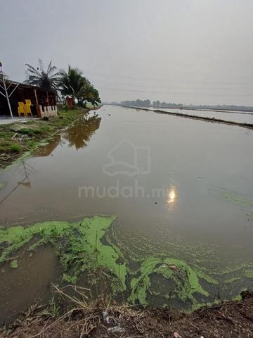 Tanah Sawah / Bendang 1