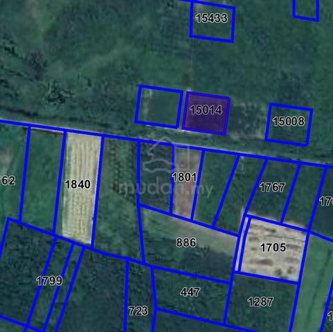 Tanah Pertanian 1.2 ekar + Pokok Getah Di Ganchong Pekan Pahang 1