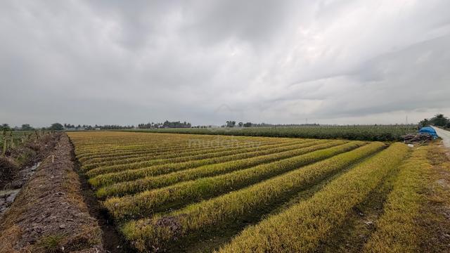 Tanah Sawah Dijadikan Kebun Sayur Jalan Tali Air 1, Tanjong Karang 1