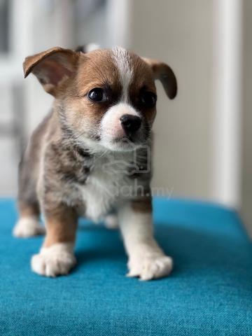 purebreed chihuahua puppy available  - photo 3 of 4