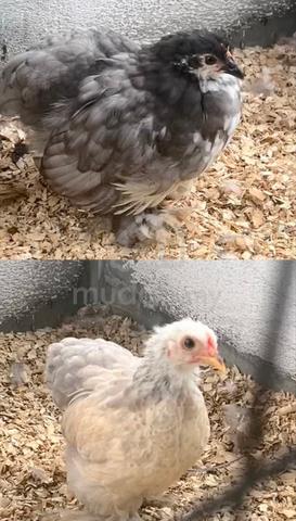 Anak Ayam Pekin For Sale - photo 2 of 4