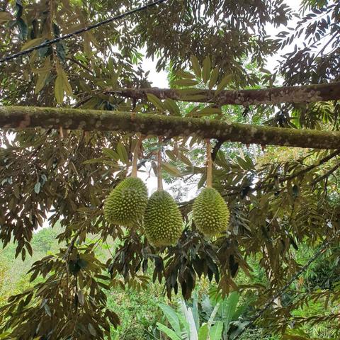 150-Acre Premium Durian Orchard for Sale in Negeri Sembilan-Cheapest 1