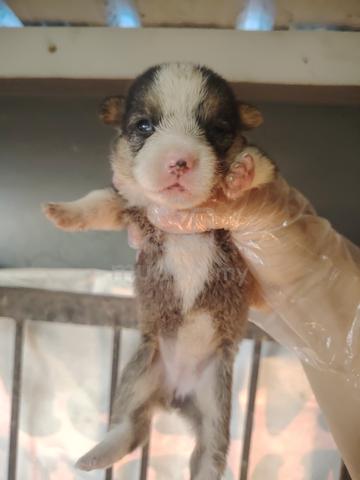 Carousel Image