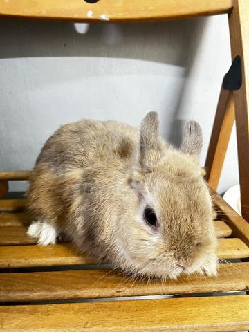 Netherlands Dwarf - photo 3 of 4