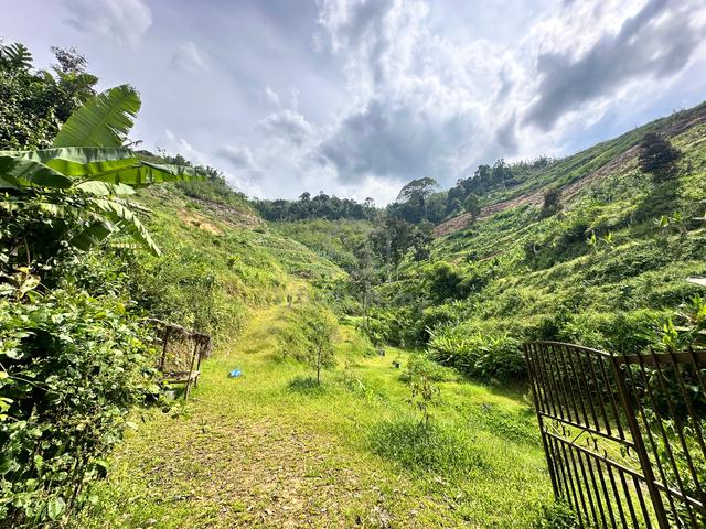 Durian Orchard for Sale, Tras Raub – Freehold, Ready-Planted 1