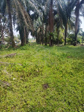 Freehold Agriculture land Tebong Alor Gajah Flat Land 1